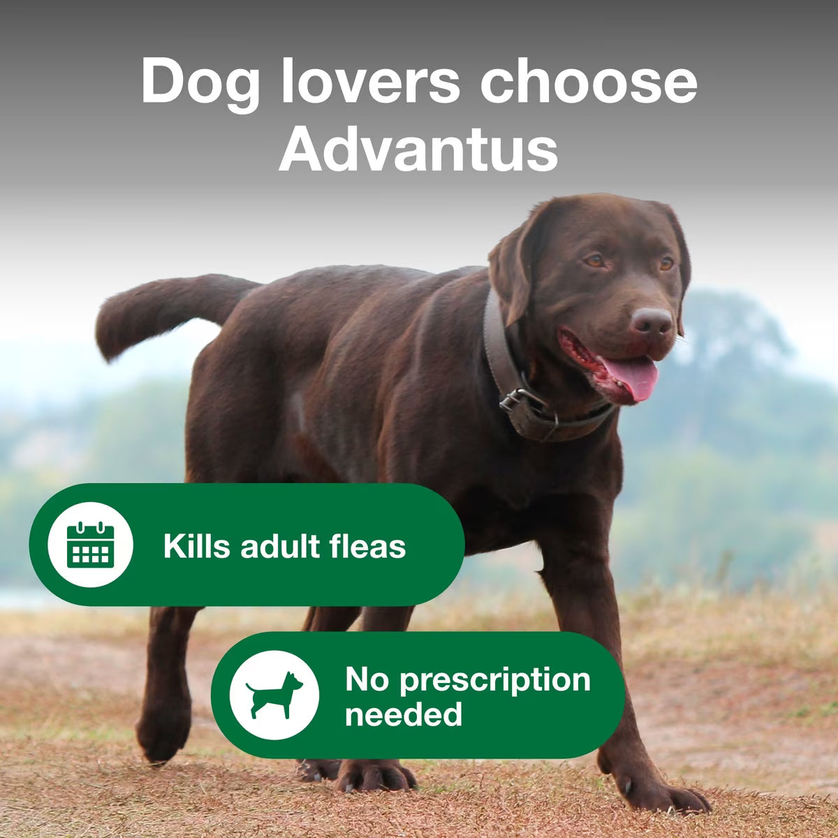 Talis Us Advantus Soft Chews for Large Dogs, 37.5 mg, 30 count, with a brown dog outdoors, promoting flea control.