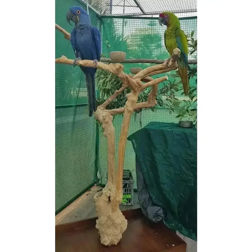Java wood parrot bird perch tree stand - Talis Us