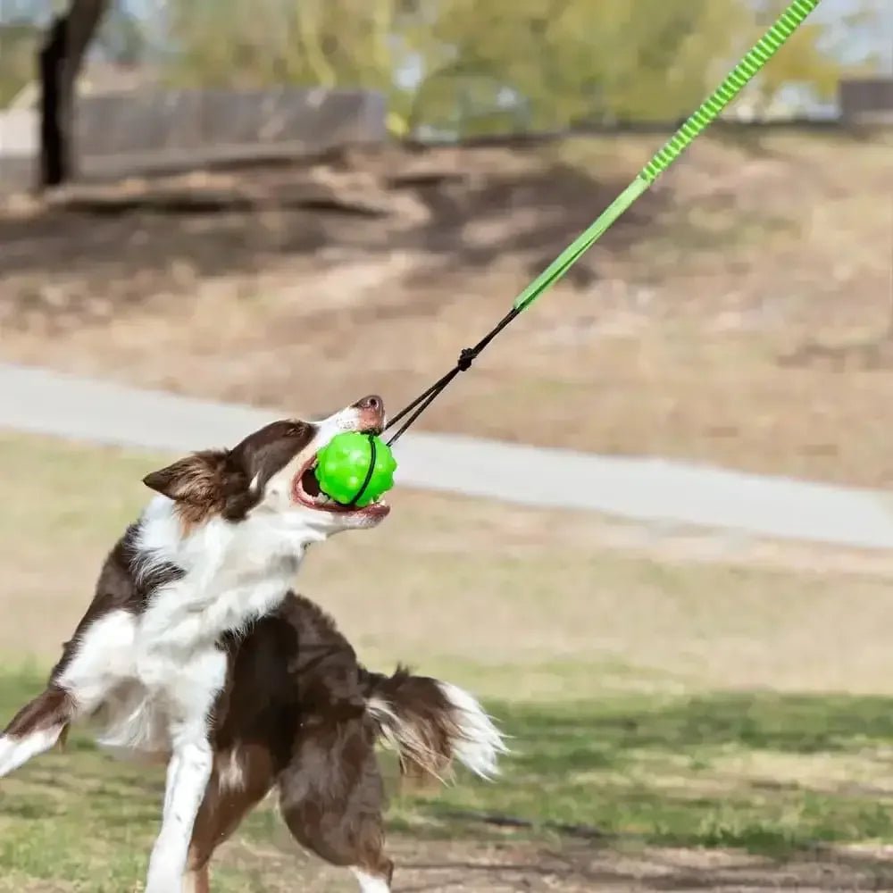 Jolly Pet Tree Tugger Dog Toy - Talis Us