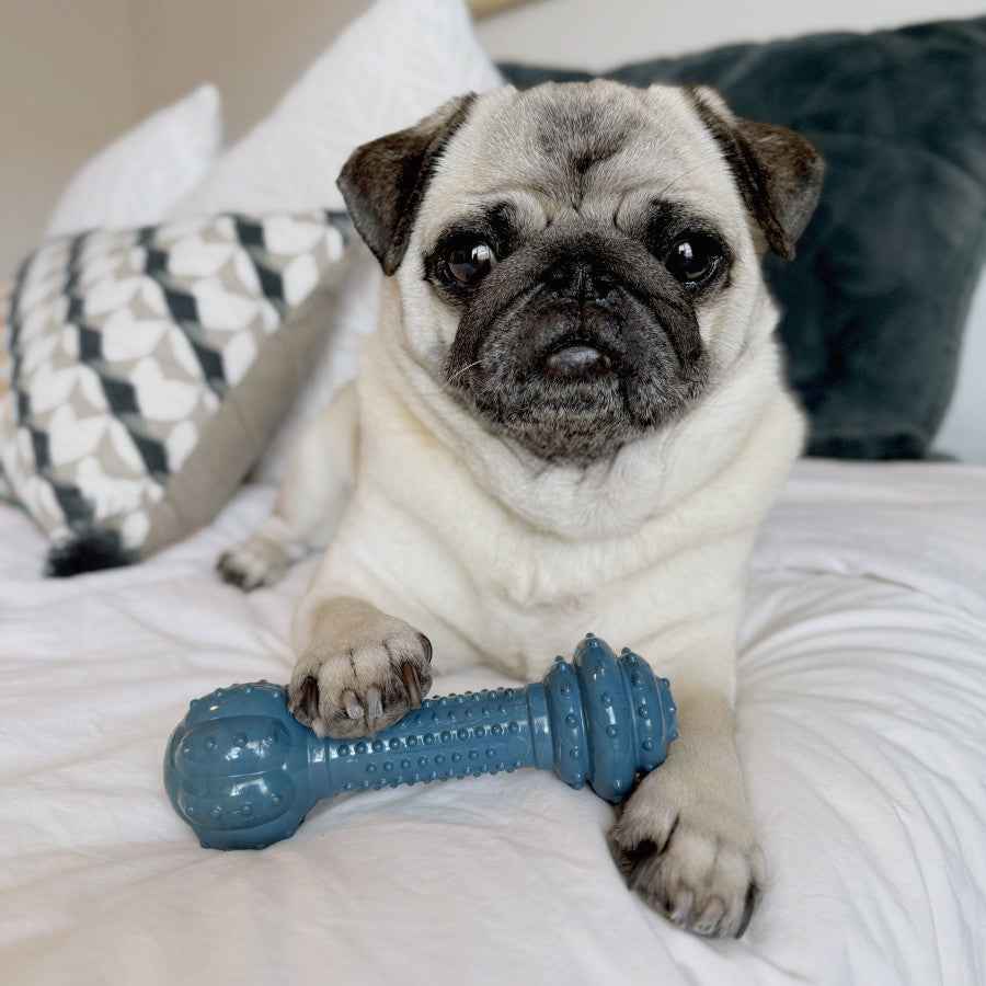 Nylabone Power Chew Love Our Oceans Barbell Dog Chew Toy
