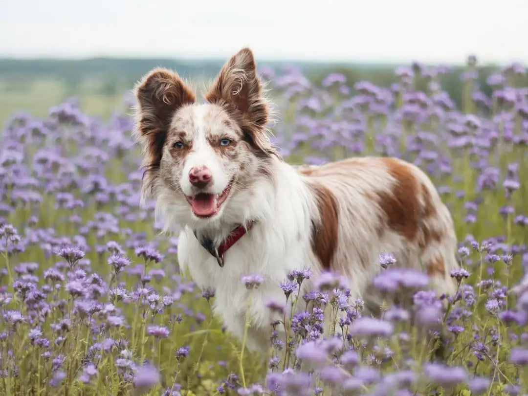 A joyful red and white border collie with striking blue eyes stands amidst a field of purple flowers.
