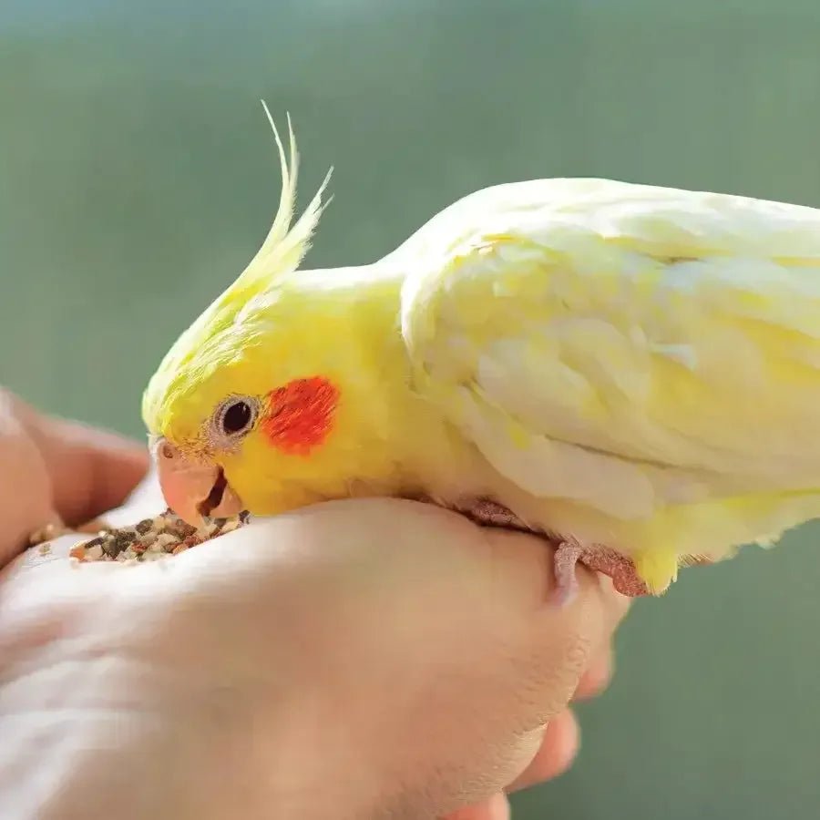 Kaytee Food From the Wild Natural Snack Small Pet Bird - Talis Us