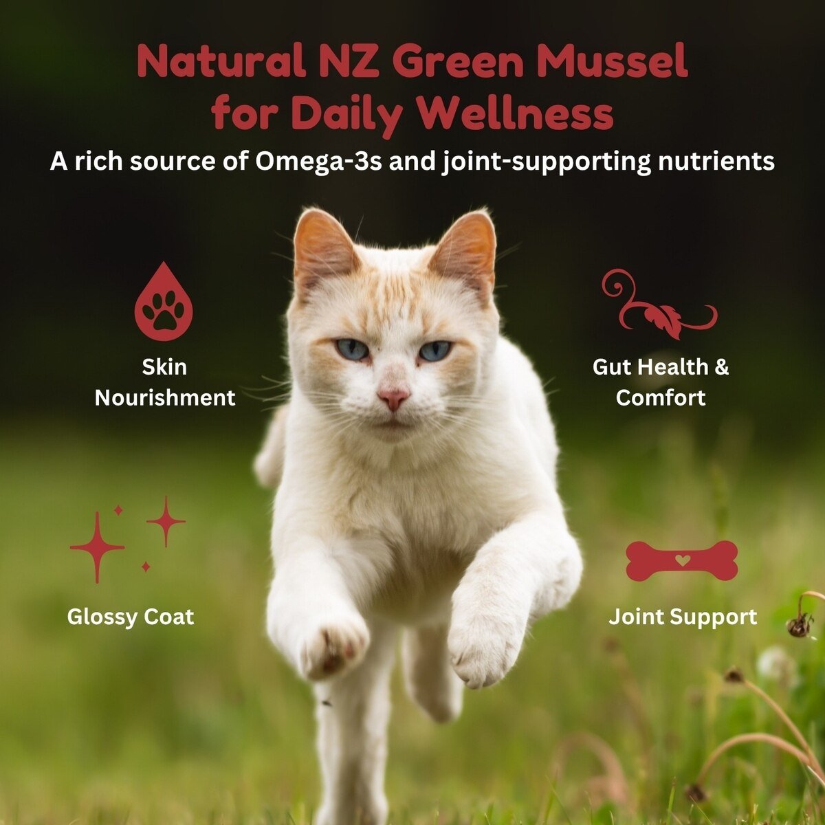 Kiwi Country Beef & NZ Green Mussel Wet Cat Food 24ea/3 oz - Talis Us