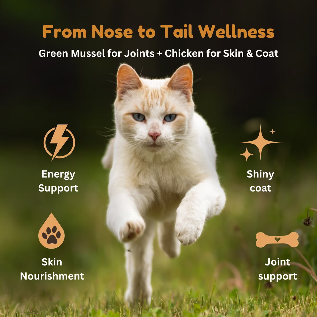Kiwi Country chicken wet cat food for healthy skin and coat with energy support for cats