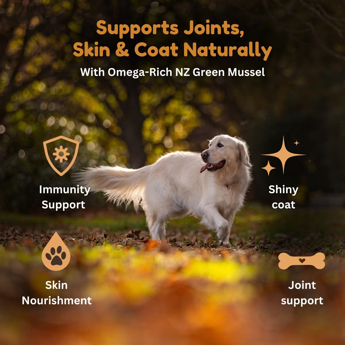 Kiwi Country grain free chicken dog food cans for joint support with omega-rich ingredients for dogs