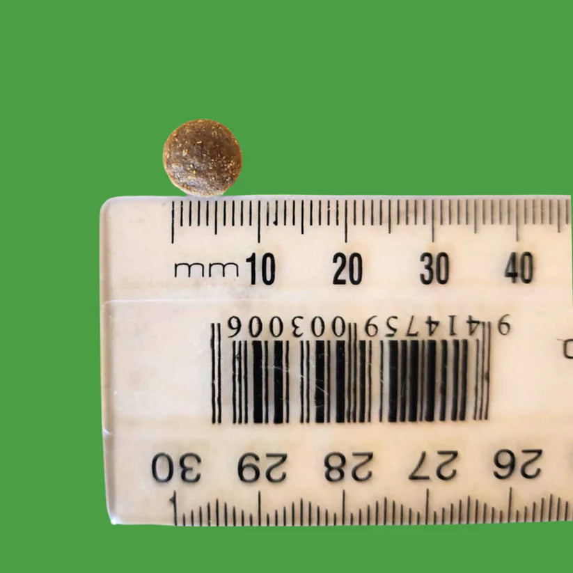 Kiwi Country grain free lamb cat food kibble shown next to a ruler for size comparison