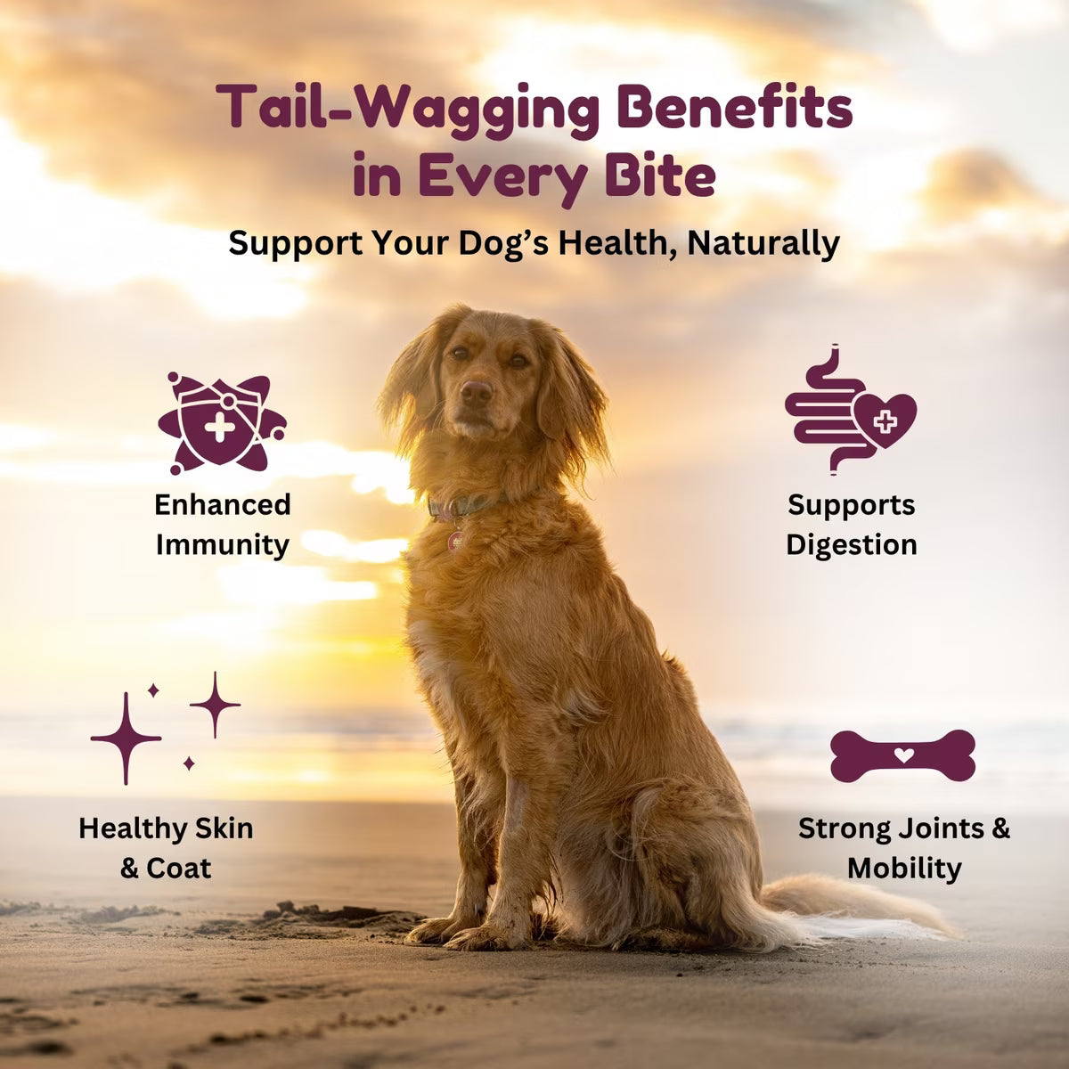 Kiwi Country grain free wet dog food for enhanced immunity, digestion, and healthy skin