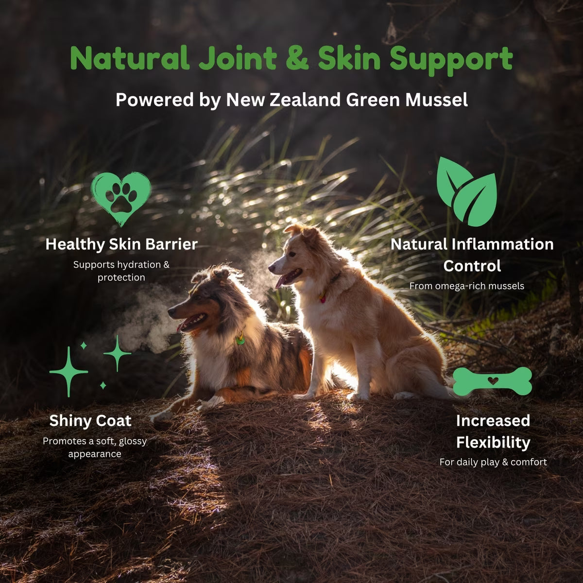 Kiwi Country natural dog food with green mussel for joint and skin support in a vibrant outdoor setting