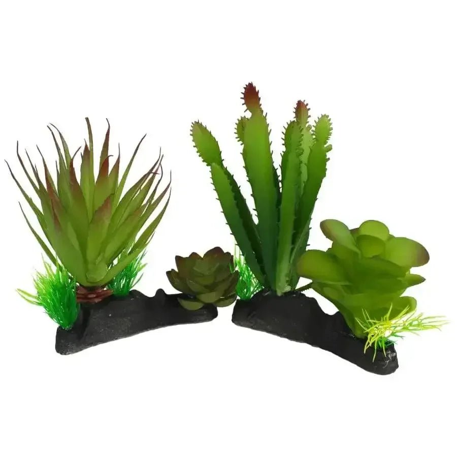 Komodo Cactus & Succulent Plant - Talis Us