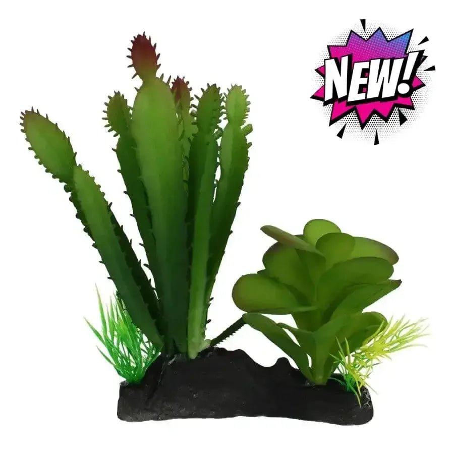 Komodo Cactus & Succulent Plant - Talis Us
