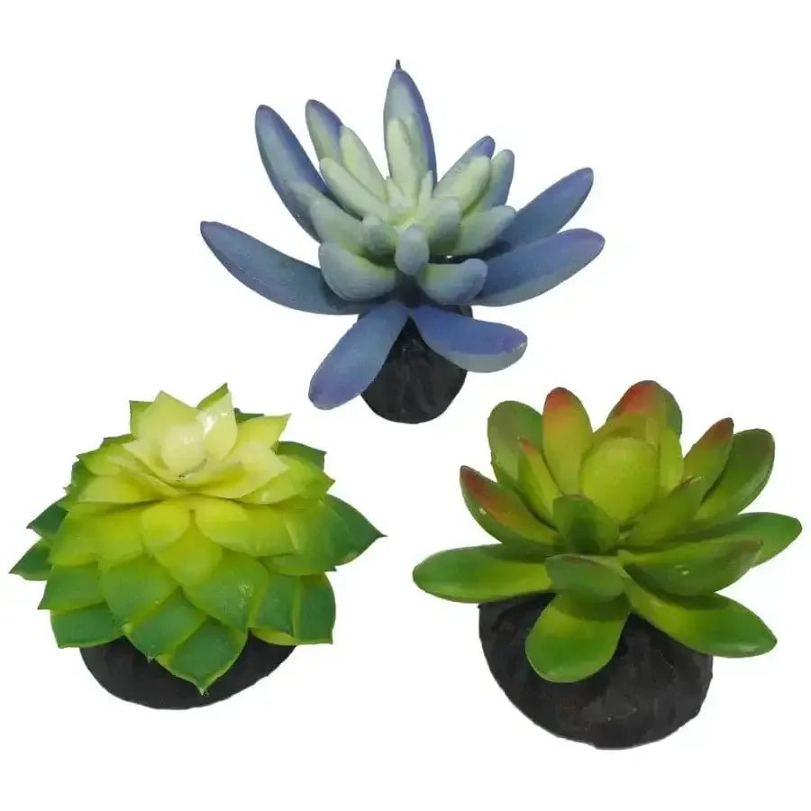 Komodo Desert Succulent Plant 3 pk - Talis Us