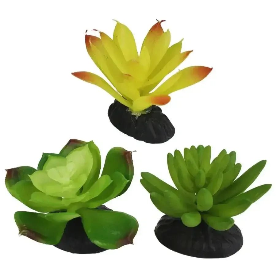 Komodo Desert Succulent Plant 3 pk - Talis Us