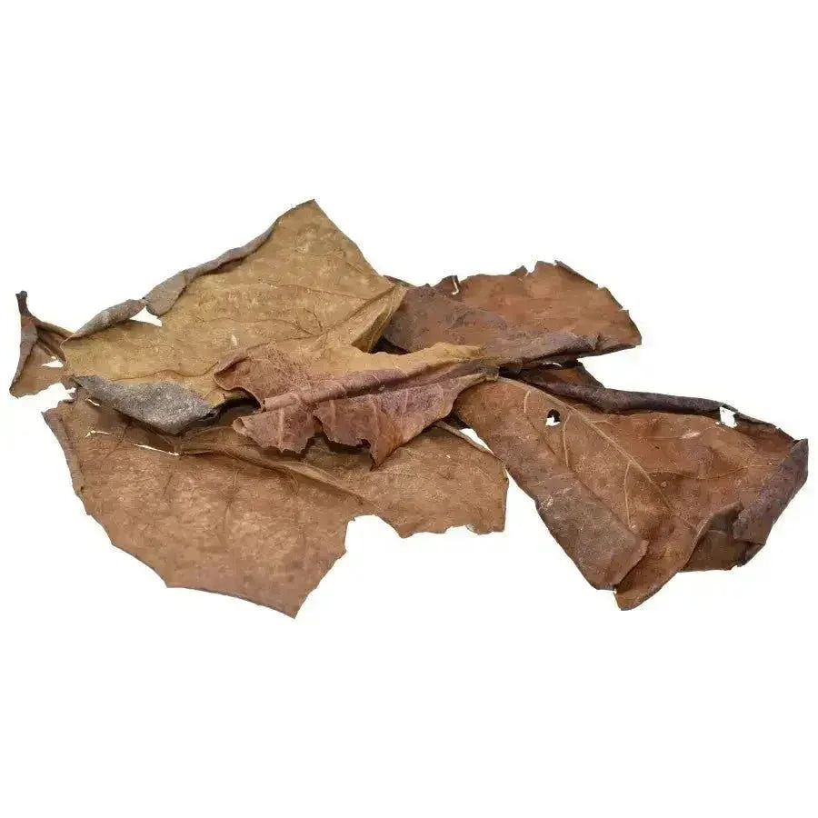 Komodo Dried Oak Leaves - Talis Us