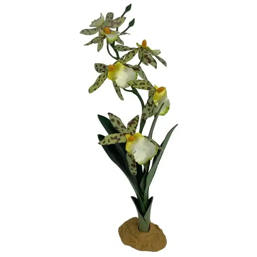Komodo Spider Orchid Plant w/Gravel - Talis Us