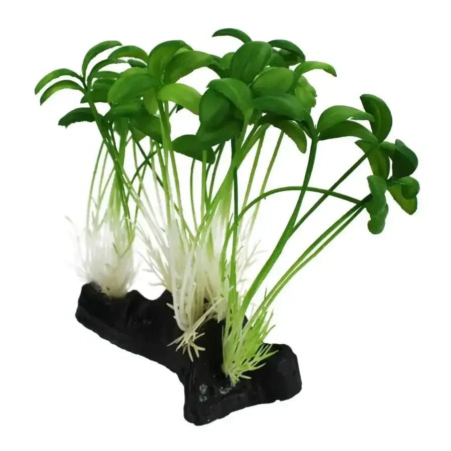 Komodo Sprout Plant - Talis Us