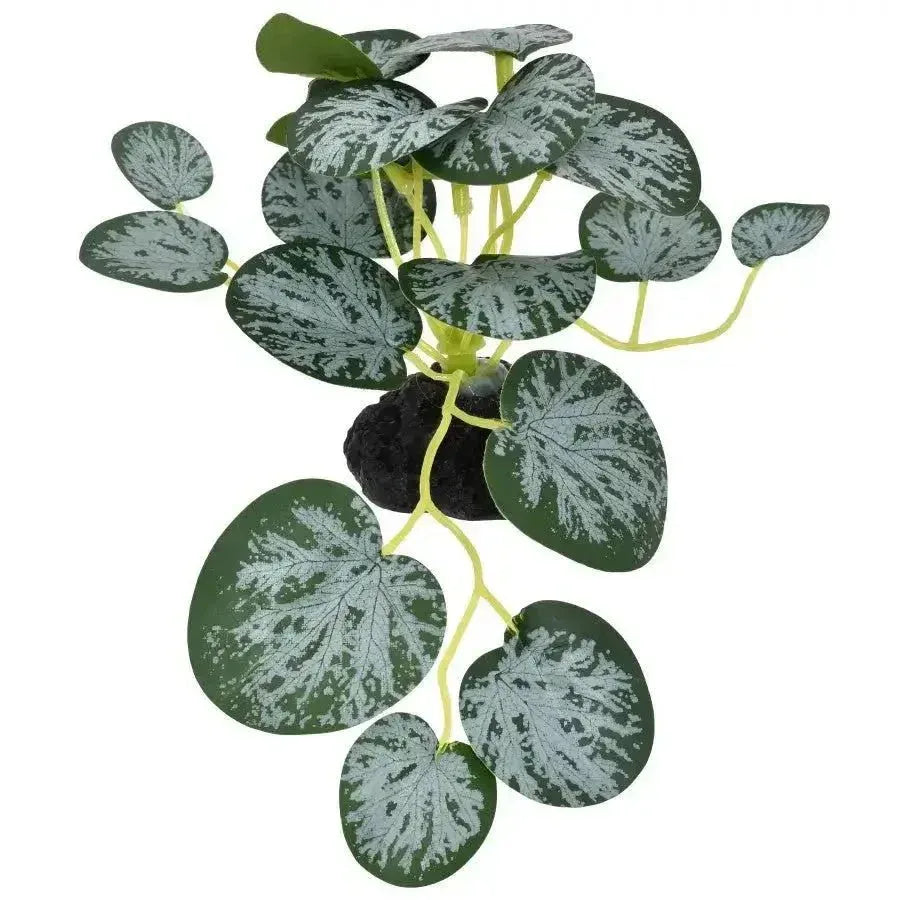 Komodo String Of Hearts Reptile Decor Plants 3.5 in - Talis Us