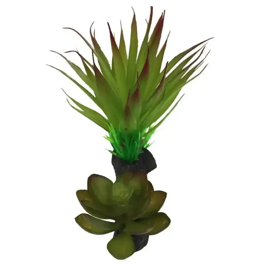 Komodo Succulent Plant - Talis Us