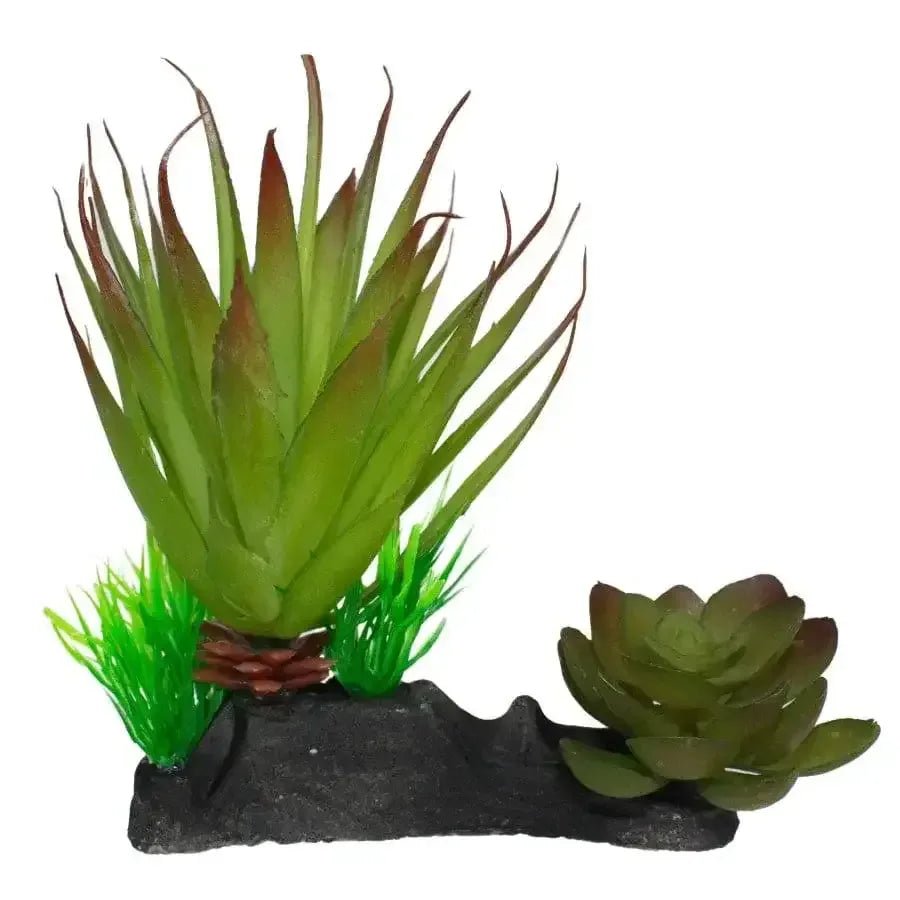 Komodo Succulent Plant - Talis Us