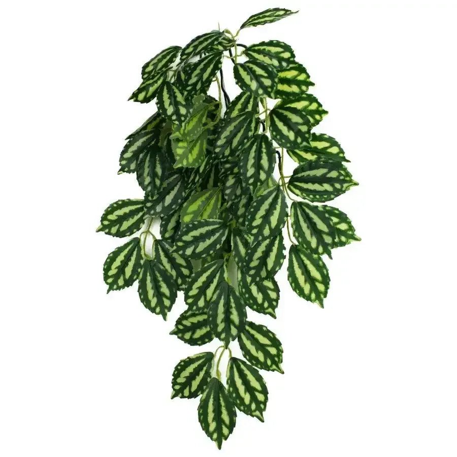 Komodo Two - Toned Leaf Hanging Plant - Talis Us