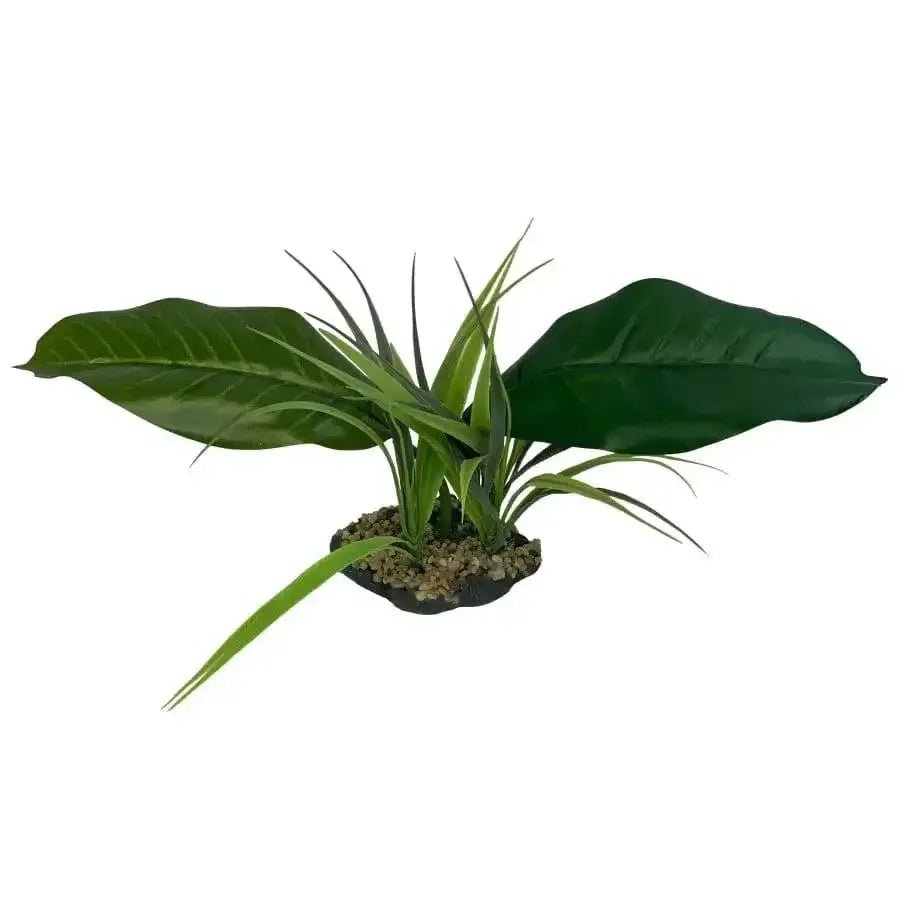 Komodo Woodland Canopy Plant - Talis Us