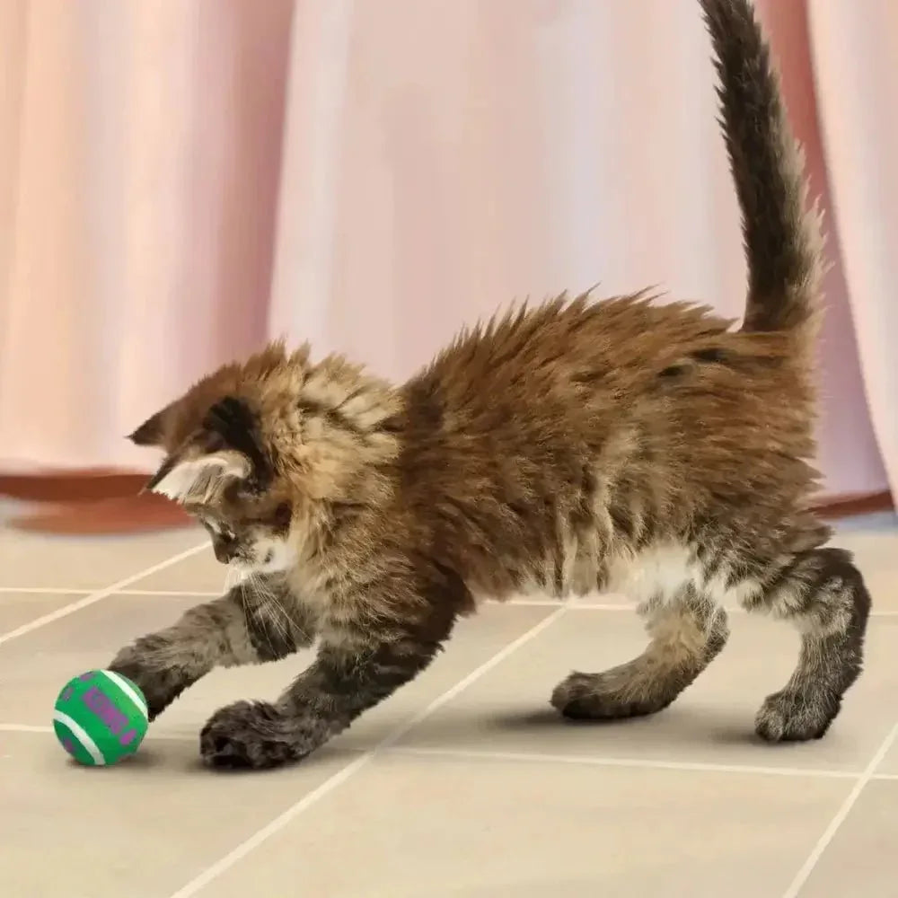 KONG Cat Active Tennis Balls w/Bells Cat Toy - Talis Us