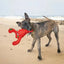 KONG® Belly Flops Lobster Dog Enrichment Toy - Talis Us