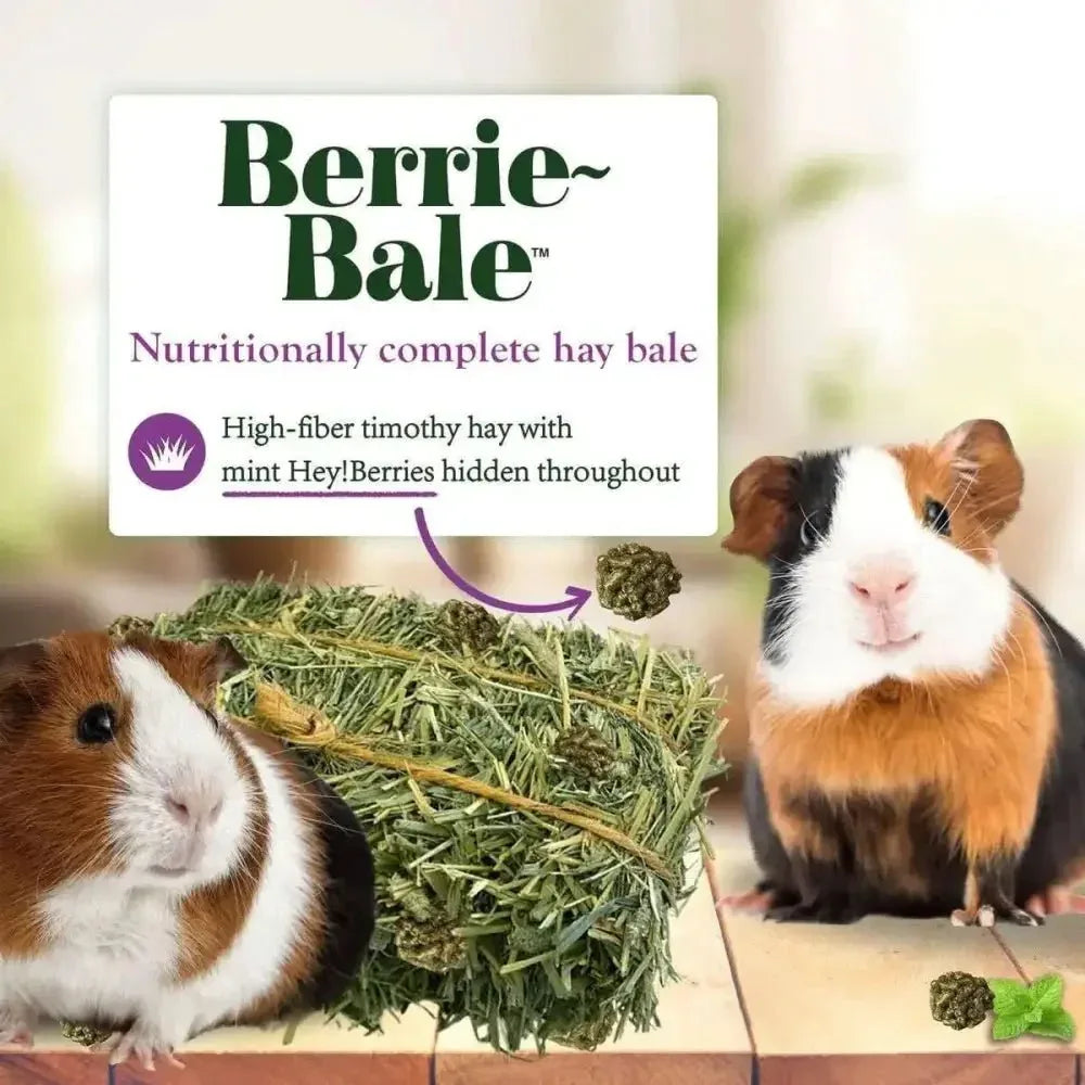 Lafeber Company Berrie - Bale for Guinea Pigs Mint 1 lb - Talis Us