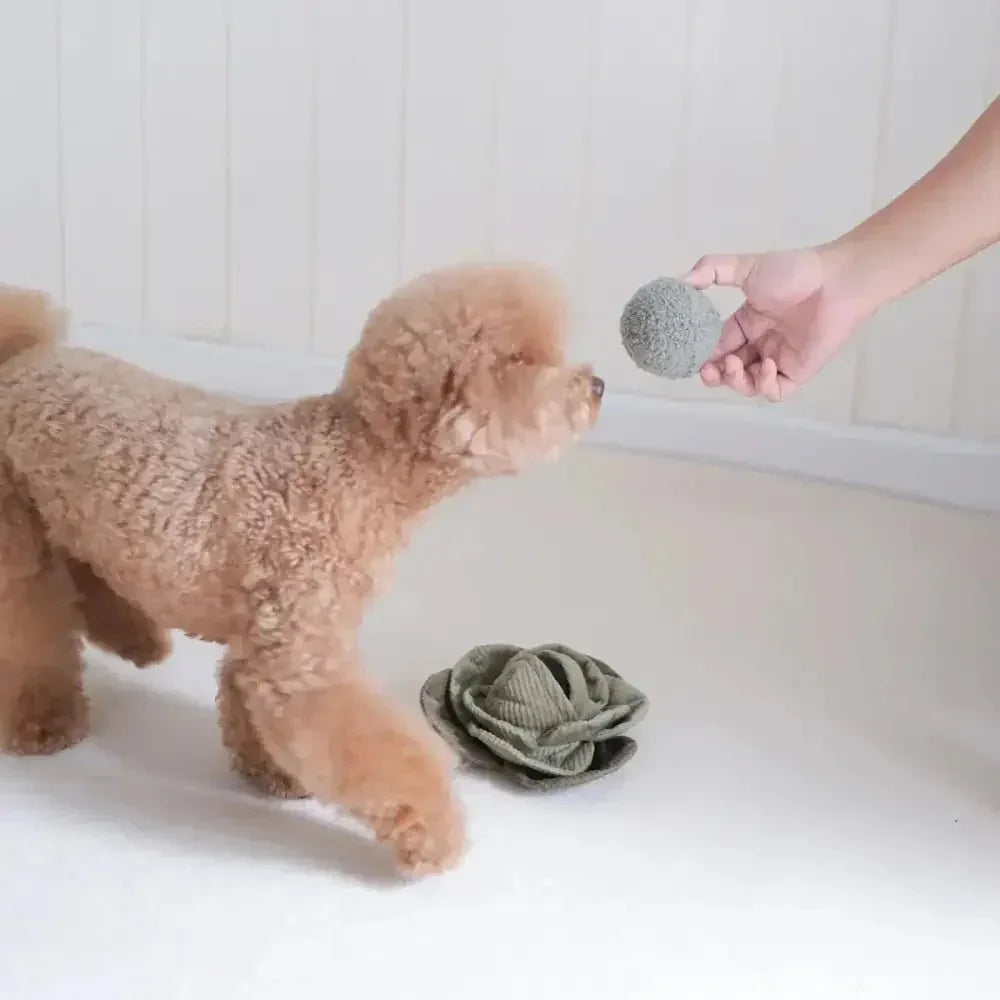 Lambwolf Collective Cabbage Pop Squeaky Interactive Dog Toys - Talis Us