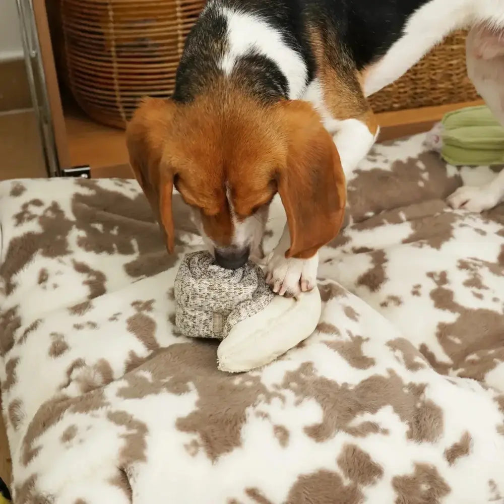 Lambwolf Collective Snail Squeaky Interactive Dog Toys - Talis Us