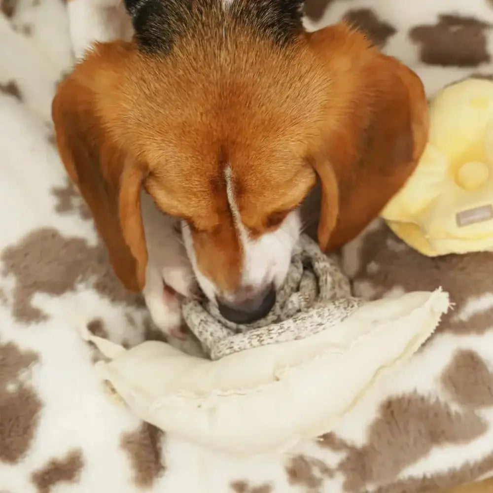 Lambwolf Collective Snail Squeaky Interactive Dog Toys - Talis Us