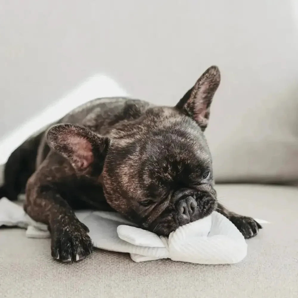 Lambwolf Collective Trout Squeaky Interactive Dog Toys - Talis Us