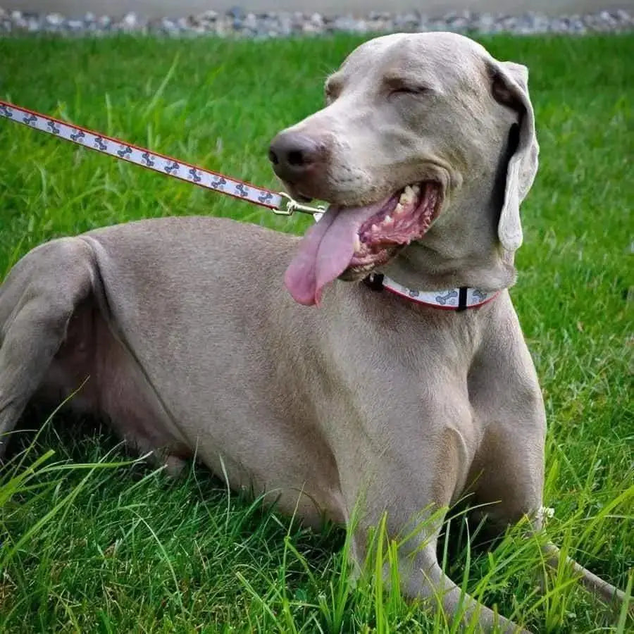 Lazer Brite Reflective Adjustable Dog Collar Lazer Brite CPD