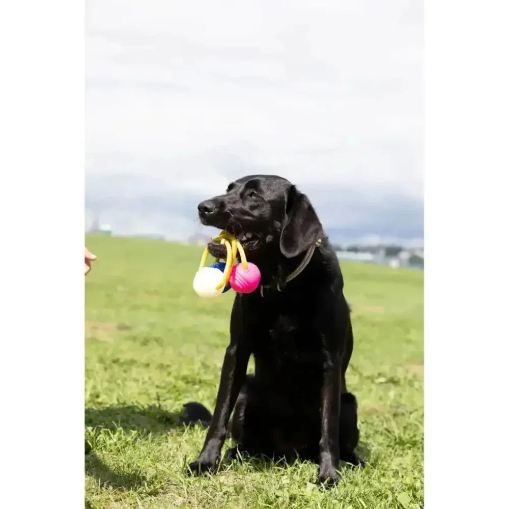 Loop & Launch Single Launchable Small Ball Dog Toy Launcher 2.5" - Talis Us