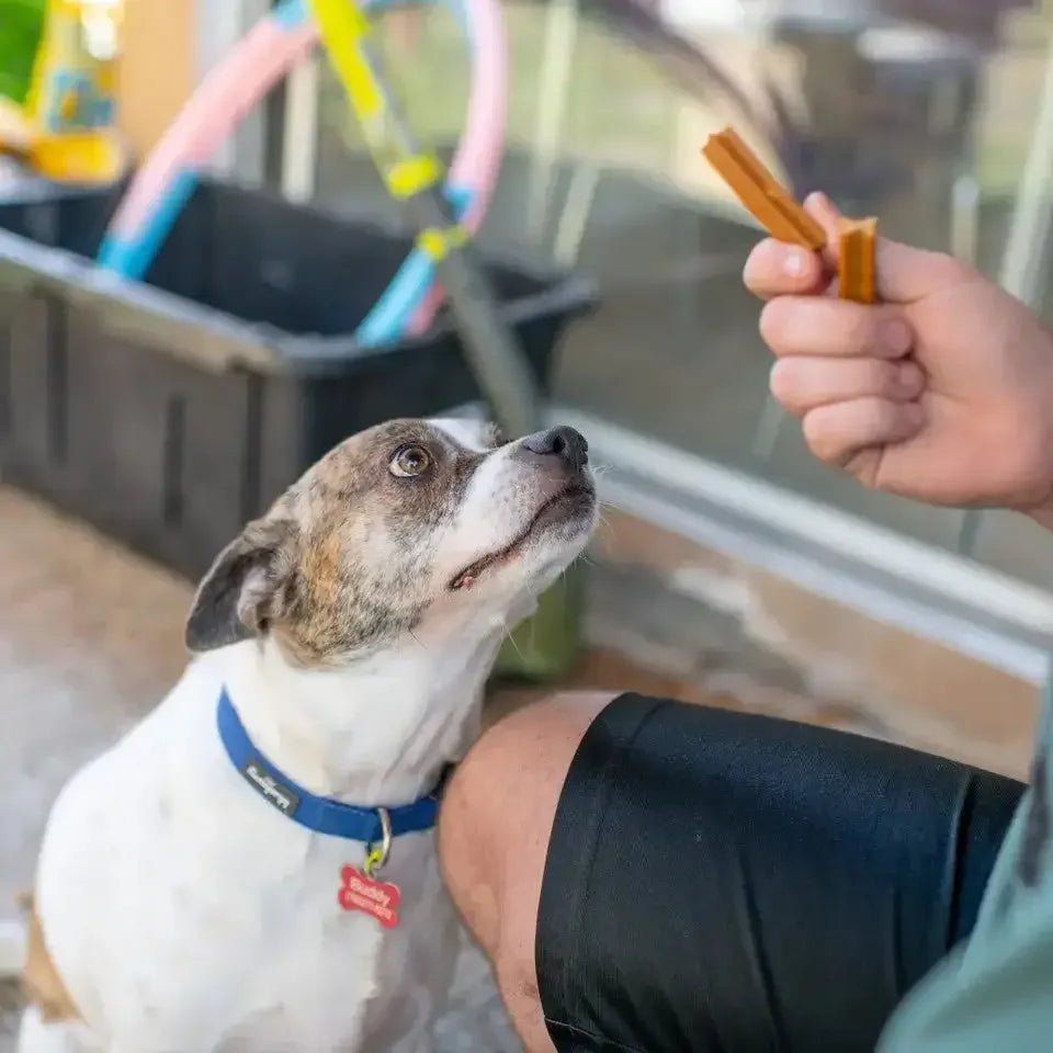 Loving Pets Toothsticks Chicken Dental Sticks for Dogs - Talis Us