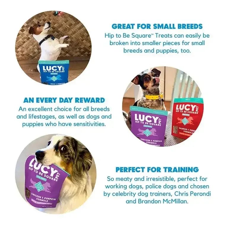 Lucy Pet Products Hip to Be Square Limited Ingredient Dog Treats - Talis Us