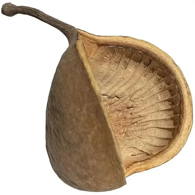 Lugarti’s Buddha Nut Pods Perfect Addition To Your Terrarium! - Talis Us