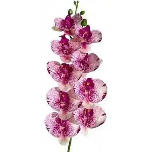 Lugarti's Moth Orchids Reptile Décor - Talis Us