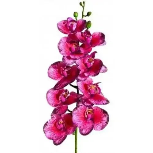 Lugarti's Moth Orchids Reptile Décor - Talis Us
