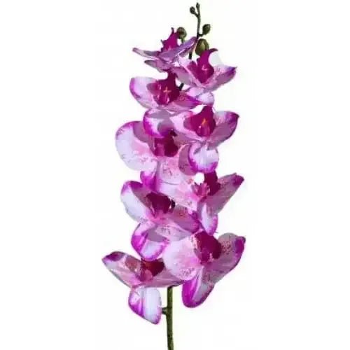 Lugarti's Moth Orchids Reptile Décor - Talis Us