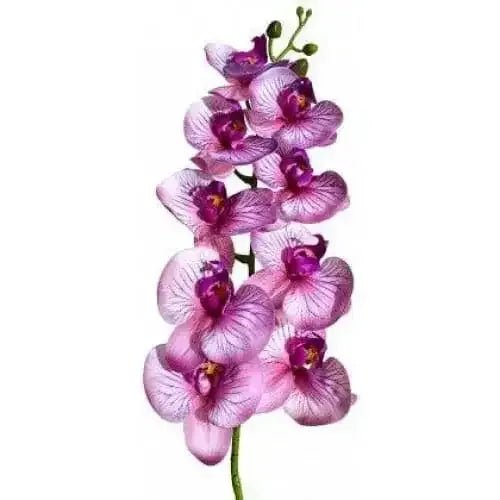 Lugarti's Moth Orchids Reptile Décor - Talis Us