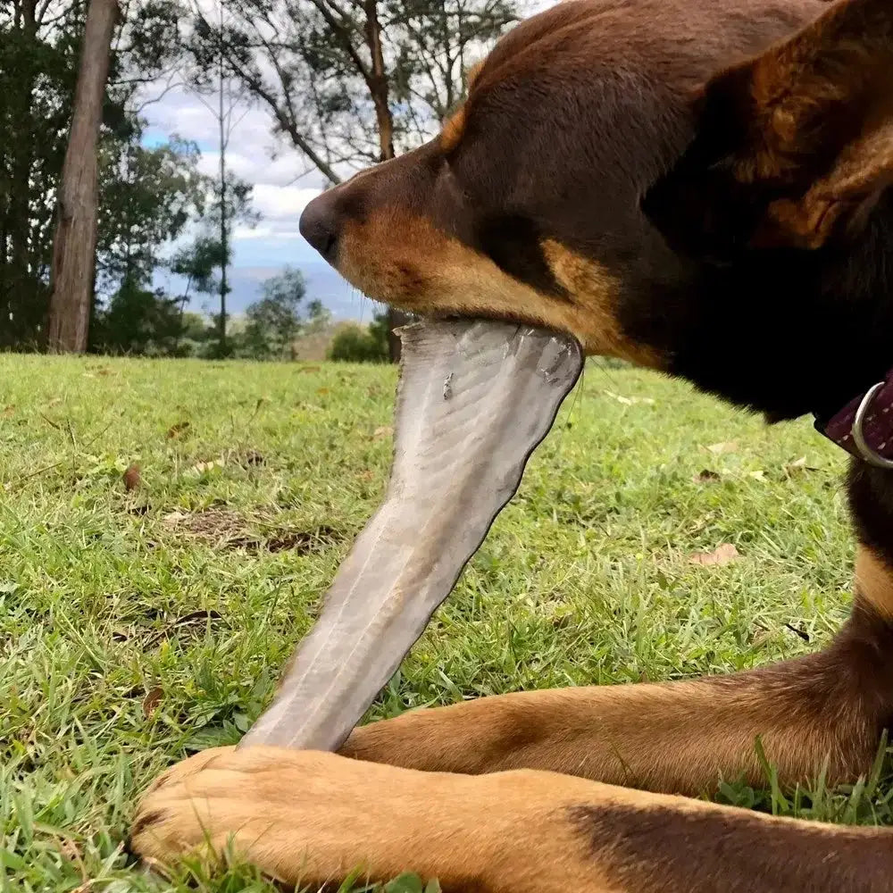 Lulu's Kitchen Gone Fishn' Shark Tails Dog Treats - Talis Us