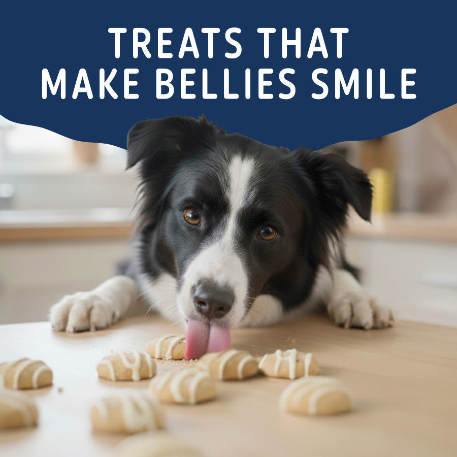 Black and white dog eagerly licking natural oat and blueberry dog treats arranged on wooden surface