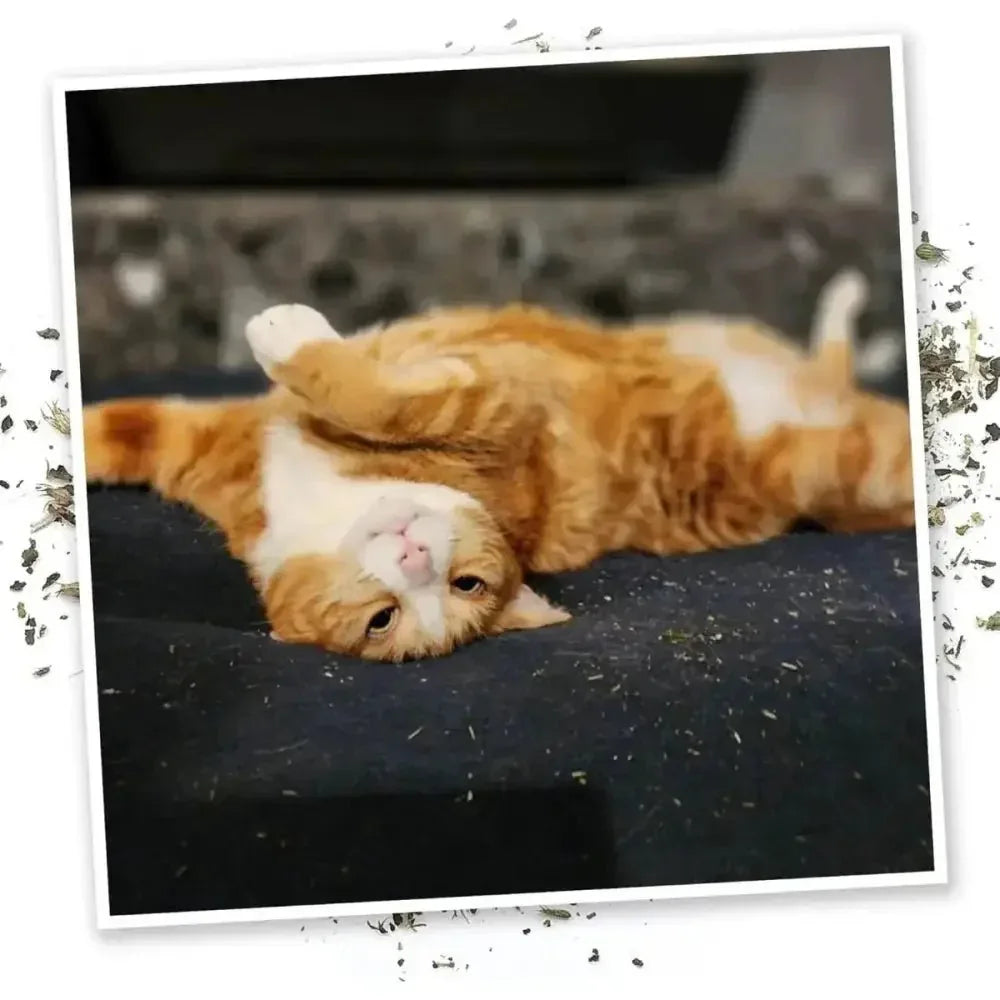 Meowijuana Get Hung Moon & Stars Cat Toy - Talis Us
