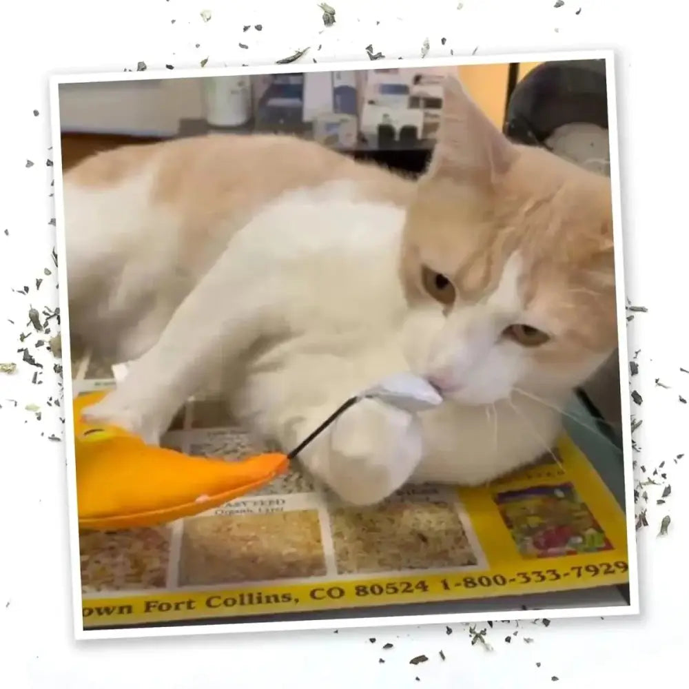 Meowijuana Get Hung Moon & Stars Cat Toy - Talis Us