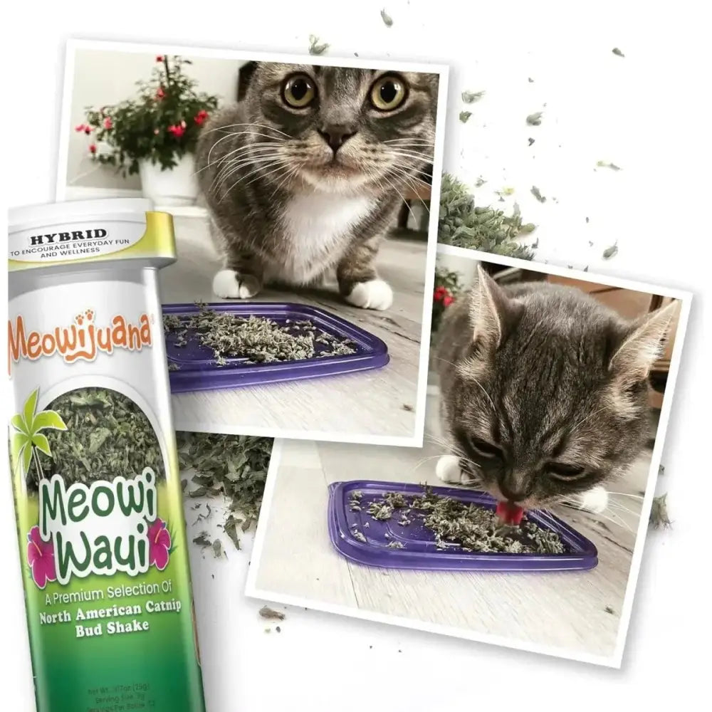 Meowijuana Get Kickin Spicy Pickle Kicker Cat Toy - Talis Us