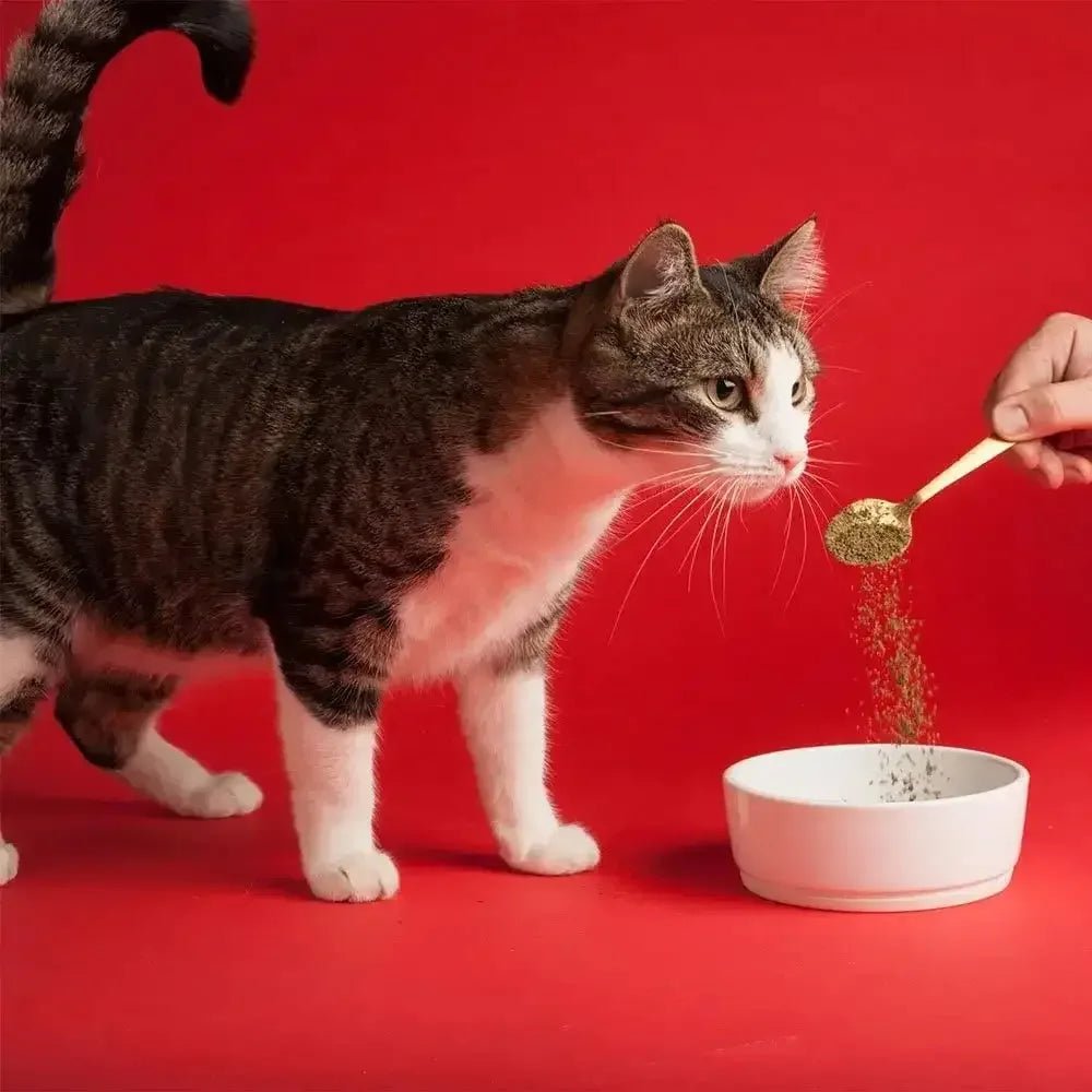 Missing Link Original Vegetarian Digestive Dog/Cat 1lb - Talis Us