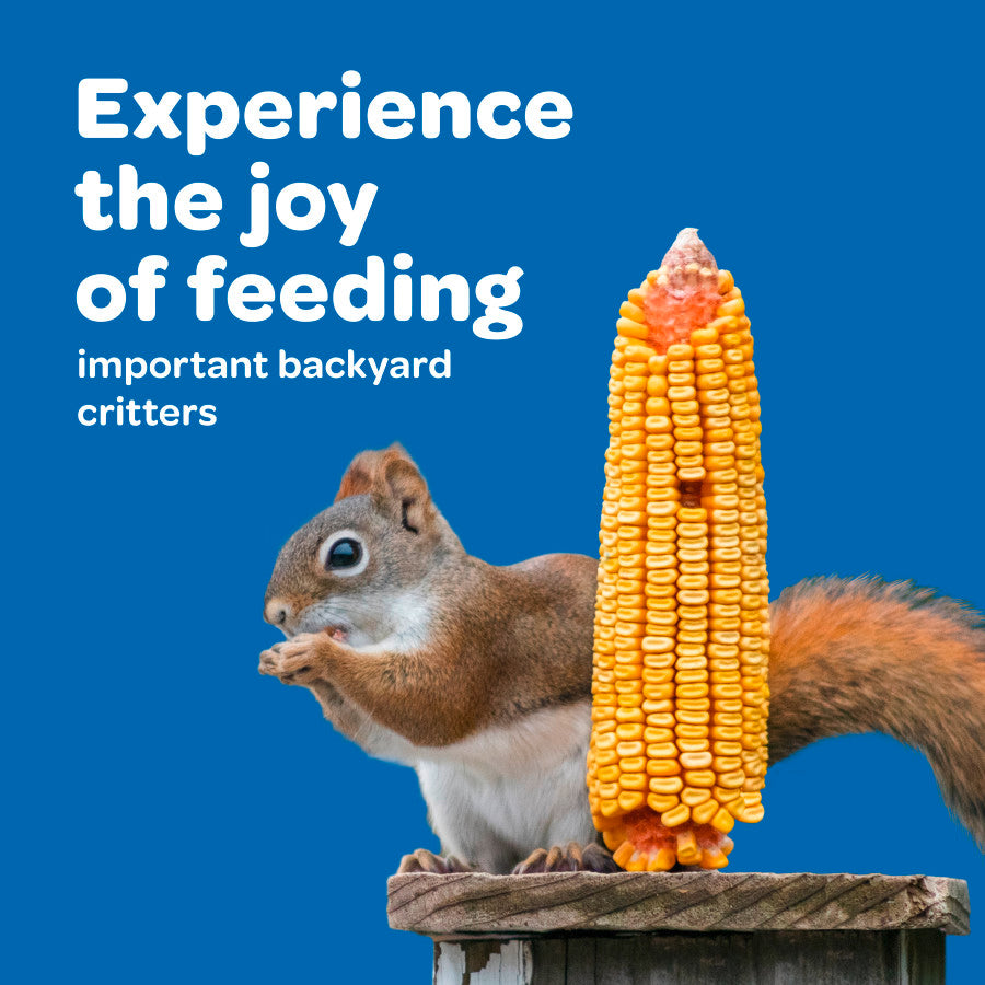 A squirrel sitting next to a Kaytee Corn On A Cob on a wooden post against a blue background.