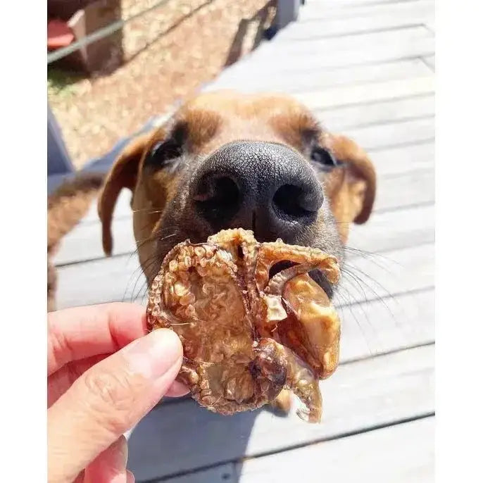 Naked Beasts Wild Caught Baby Octopus Exotic Protein Dog Treats - Talis Us