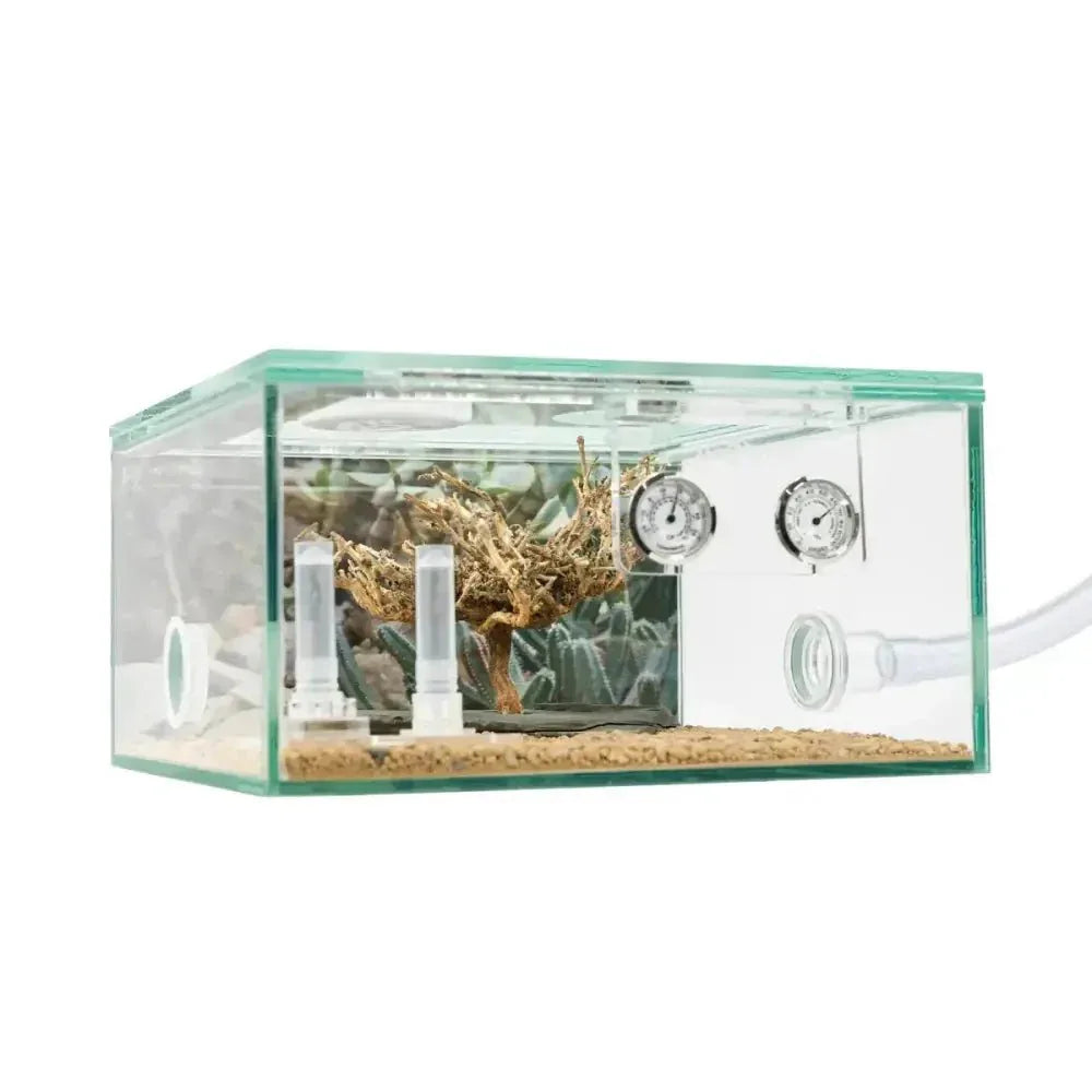 Natural bush on slate Decor for Formicarium - Talis Us