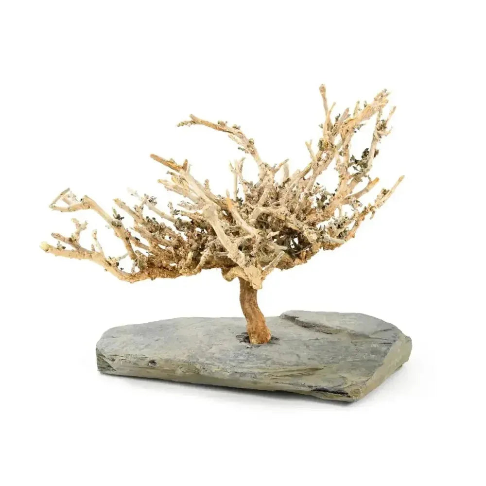 Natural bush on slate Decor for Formicarium - Talis Us